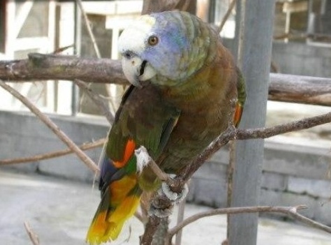 Остров Гваделупа Остров Гваделупа